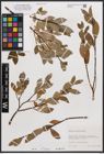 Foto von Salix bicolor Ehrh. ex Willd.